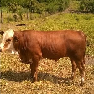 Meet your Posher, Walter